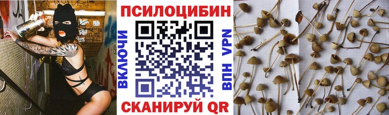 Галлюциногенные грибы Psilocybine cubensis где продают Фрязино